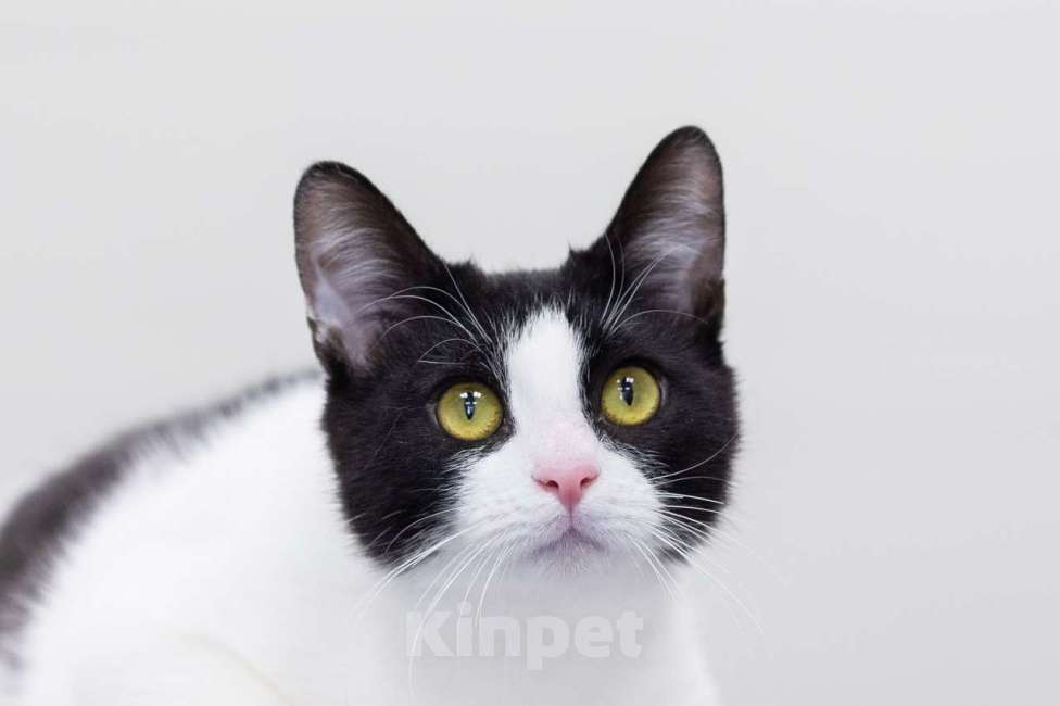 Кошки в Москве: котенок Пит Мальчик, Бесплатно - фото 9