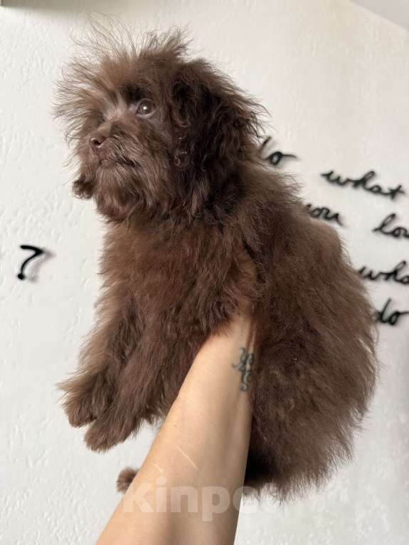 Собаки в Москве: Продам девочку мальтипу мини F1. Возраст 3,5 месяца. Вес до 2 кг, сейчас весит 1,4 кг.  Девочка, 35 000 руб. - фото 5