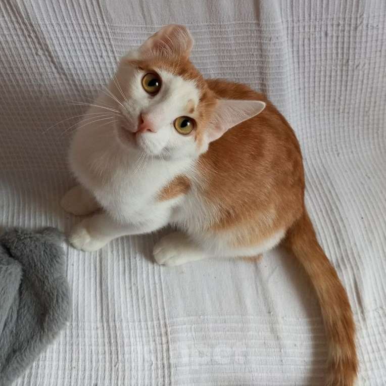 Кошки в Санкт-Петербурге: Ласковый Яша в добрые руки Мальчик, Бесплатно - фото 5