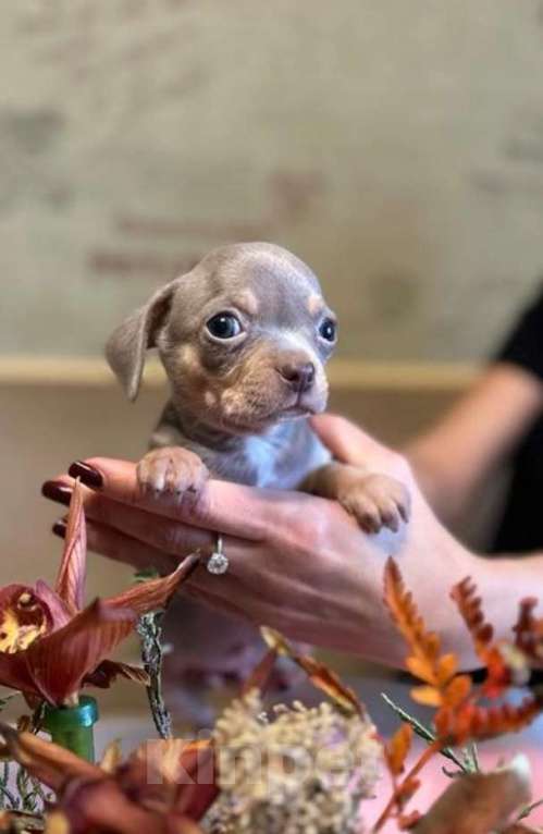 Собаки в Москве: Чихуахуа Девочка, Бесплатно - фото 3