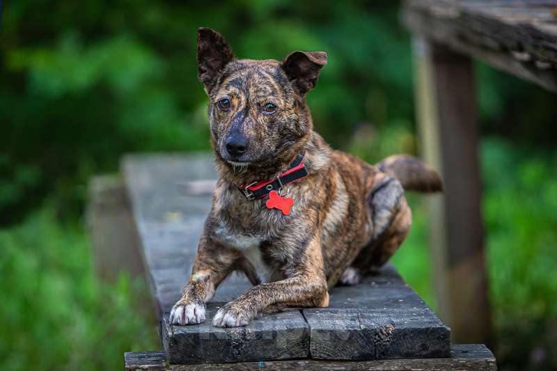 Собаки в Москве: Крошечный Венечка в добрые руки Мальчик, 1 руб. - фото 6