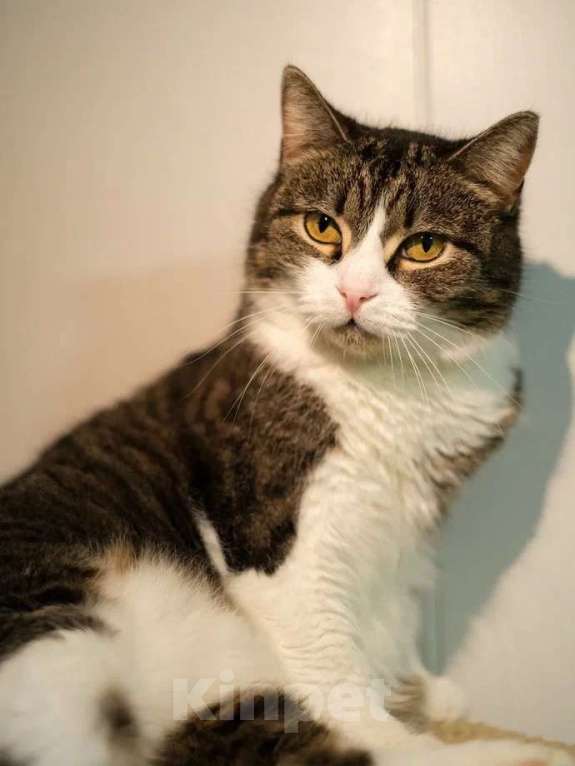 Кошки в Санкт-Петербурге: Шарлотта из приюта в добрые руки Девочка, Бесплатно - фото 6