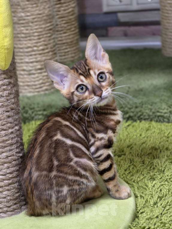 Кошки в Москве: Filadelfia Benjoy Девочка, 95 000 руб. - фото 6