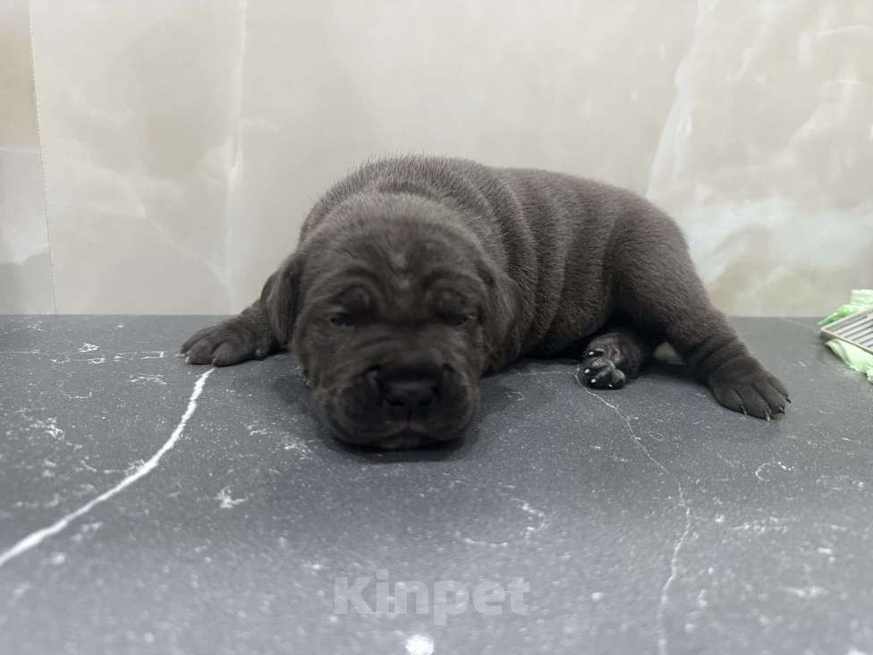 Собаки в других городах Московской области: Щенки Кане-корсо Девочка, 45 000 руб. - фото 4