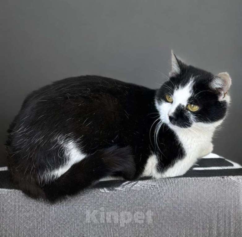 Кошки в Москве: Кошка в добрые руки Девочка, Бесплатно - фото 4