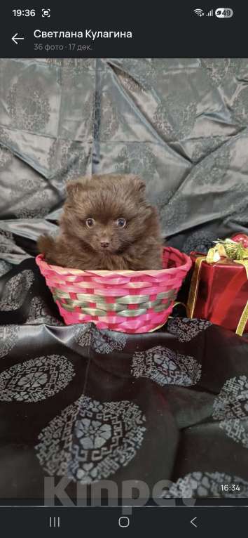 Собаки в Самаре: Предлагается девочка шоколад   Девочка, 90 000 руб. - фото 3