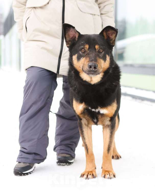 Собаки в Москве: Общительный и ласковый пёс Баграй в добрые руки Мальчик, Бесплатно - фото 8