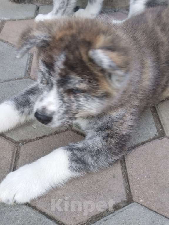 Собаки в Арсеньеве: Щенок. Акита Девочка, 50 000 руб. - фото 2