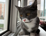 Кошки в Москве: Котенок Маркус ищет дом Мальчик, Бесплатно - фото 5