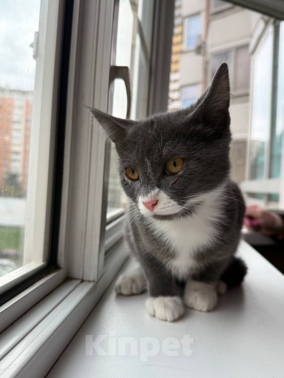 Кошки в Москве: Котенок Маркус ищет дом Мальчик, Бесплатно - фото 5