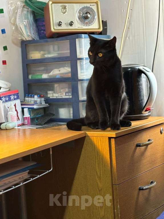 Кошки в Москве: Красивый котик ищет свою семью  Мальчик, Бесплатно - фото 3