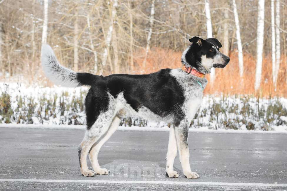 Собаки в Москве: Невероятный Любимчик ищет дом Мальчик, Бесплатно - фото 3