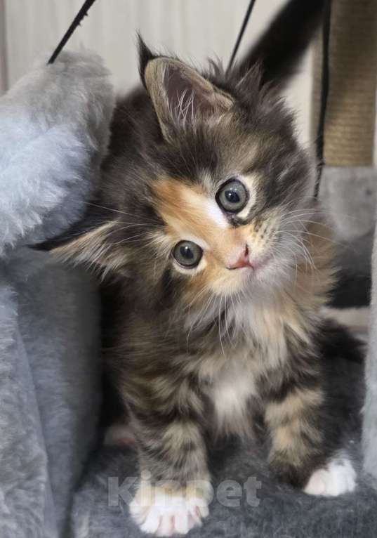 Кошки в Краснодаре: Котята мейн-кун Разнополые, 14 000 руб. - фото 4