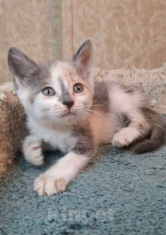 Кошки в Москве: Котёнок с ромбиком на носу в добрые руки  Девочка, Бесплатно - фото 4