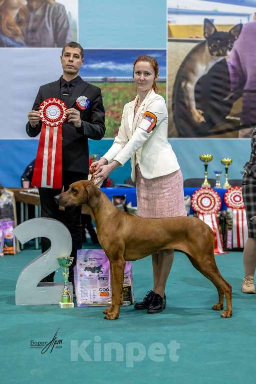 Собаки в Киржаче: Щенки родезийского риджбека Мальчик, Бесплатно - фото 6