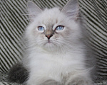 Кошки в Кирове: Чудесный котик Мальчик, Бесплатно - фото 1