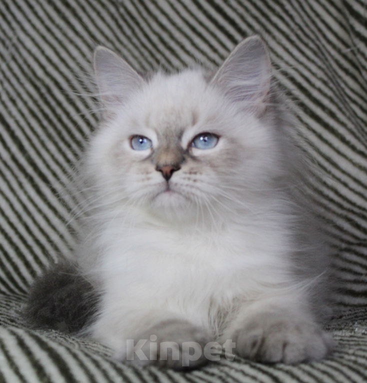 Кошки в Кирове: Чудесный котик Мальчик, Бесплатно - фото 1