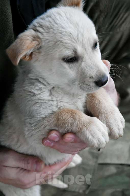 Собаки в других городах Московской области: Бьянка малышка из волгограда Девочка, Бесплатно - фото 2