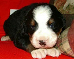 Собаки в Наро-Фоминске: Малыши бернского зенненхунда Помет "G" Мальчик, Бесплатно - фото 2