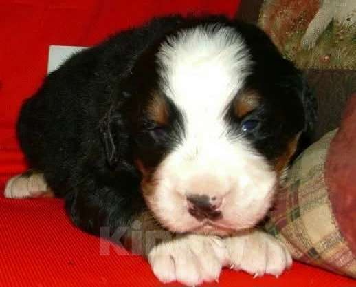 Собаки в Наро-Фоминске: Малыши бернского зенненхунда Помет "G" Мальчик, Бесплатно - фото 2