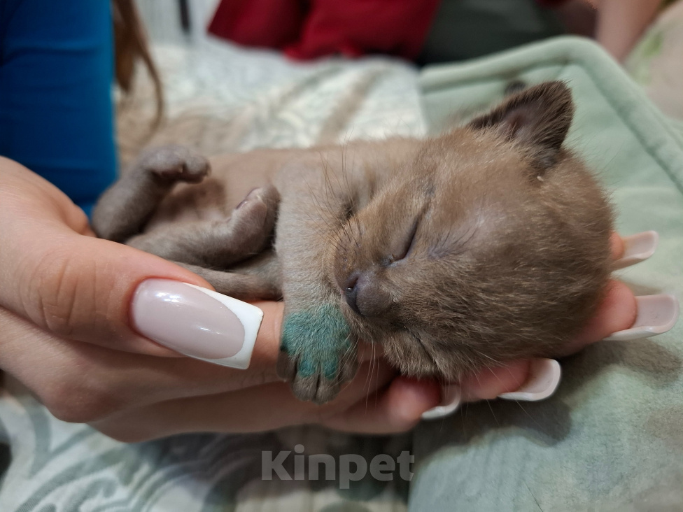 Кошки в Москве: Котята европейской Бурмы Мальчик, Бесплатно - фото 5