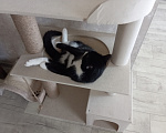 Кошки в Томске: Котик Семён Мальчик, Бесплатно - фото 5