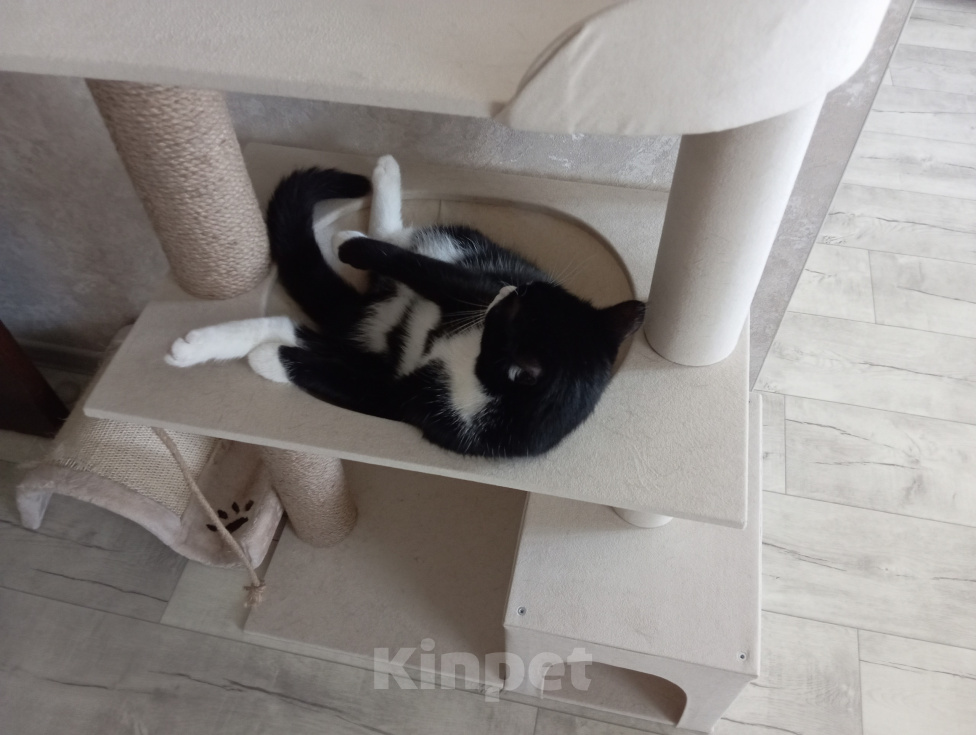 Кошки в Томске: Котик Семён Мальчик, Бесплатно - фото 5