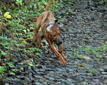 Собаки в Одинцово: Родезийский риджбек мальчик. Стандарт. Мальчик, Бесплатно - фото 9