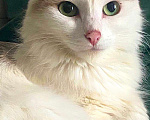 Кошки в Самаре: Вислоухий котёнок  Мальчик, 2 500 руб. - фото 3