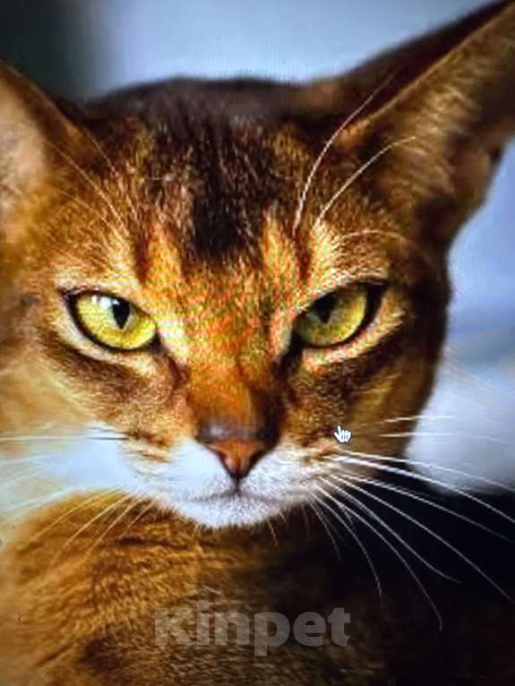 Кошки в Москве: Абиссинка Девочка, 4 000 руб. - фото 1