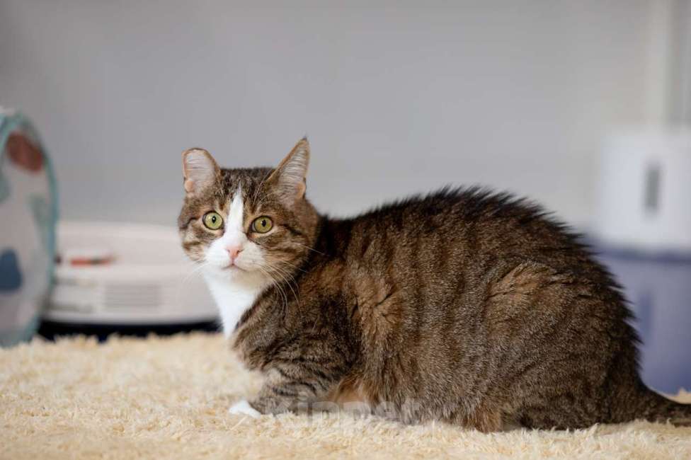 Кошки в Москве: Кот Филя в добрые руки Мальчик, Бесплатно - фото 4