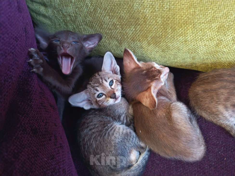 Кошки в Санкт-Петербурге: Продам ориентальных котят. Девочка, 25 000 руб. - фото 4