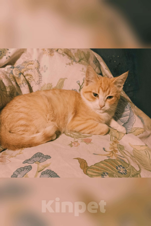 Кошки в Москве: Котик-пирожок ищет дом Мальчик, Бесплатно - фото 3