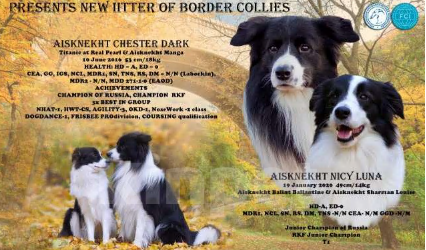 Собаки в Москве: Кобель бордер - колли: спокойный, перспективный Мальчик, 110 000 руб. - фото 9