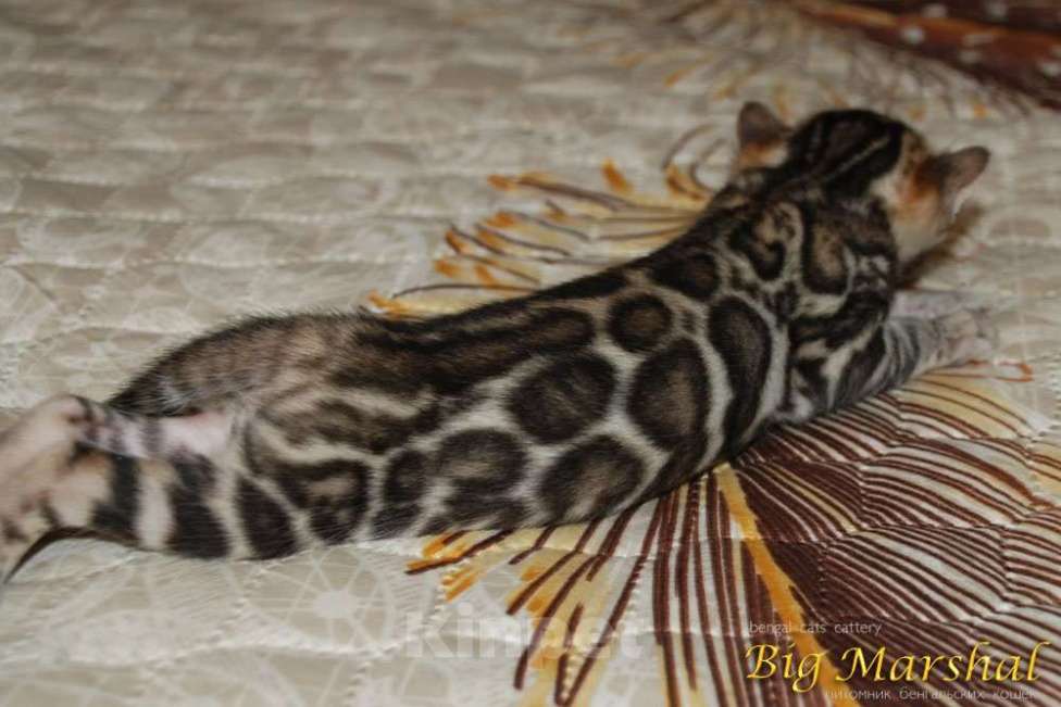Кошки в Москве: Бенгальский мальчик Мальчик, Бесплатно - фото 2