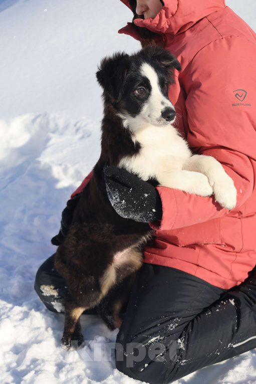 Собаки в других городах Московской области: Миниатюрная Американская Овчарка Девочка, 65 000 руб. - фото 2