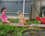 Собаки в Звенигороде: Лаки ищет дом Девочка, 1 руб. - фото 4