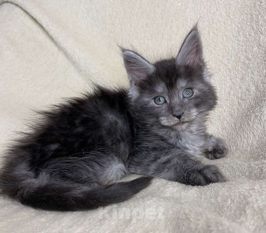 Кошки в Дмитрове: Черная дымчатая девочка мейн кун Wlasta Девочка, 40 000 руб. - фото 6