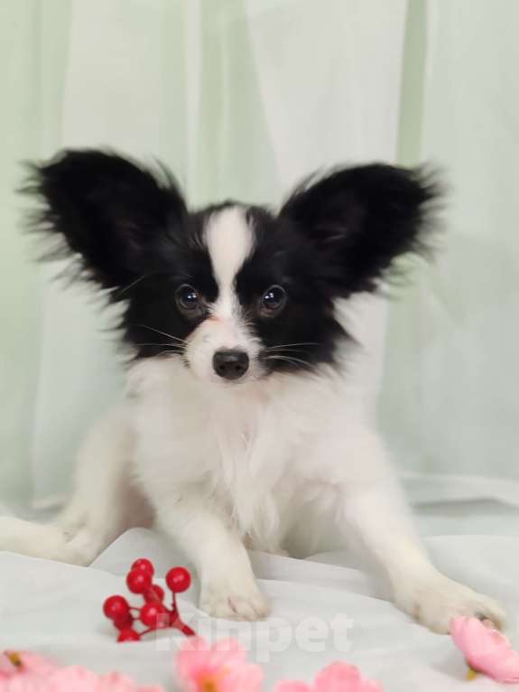 Собаки в Подольске: Девочка папильон Девочка, Бесплатно - фото 2