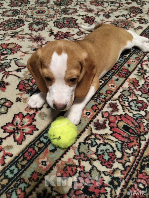 Собаки в других городах Московской области: Щенок бигль мальчик Мальчик, 20 000 руб. - фото 3