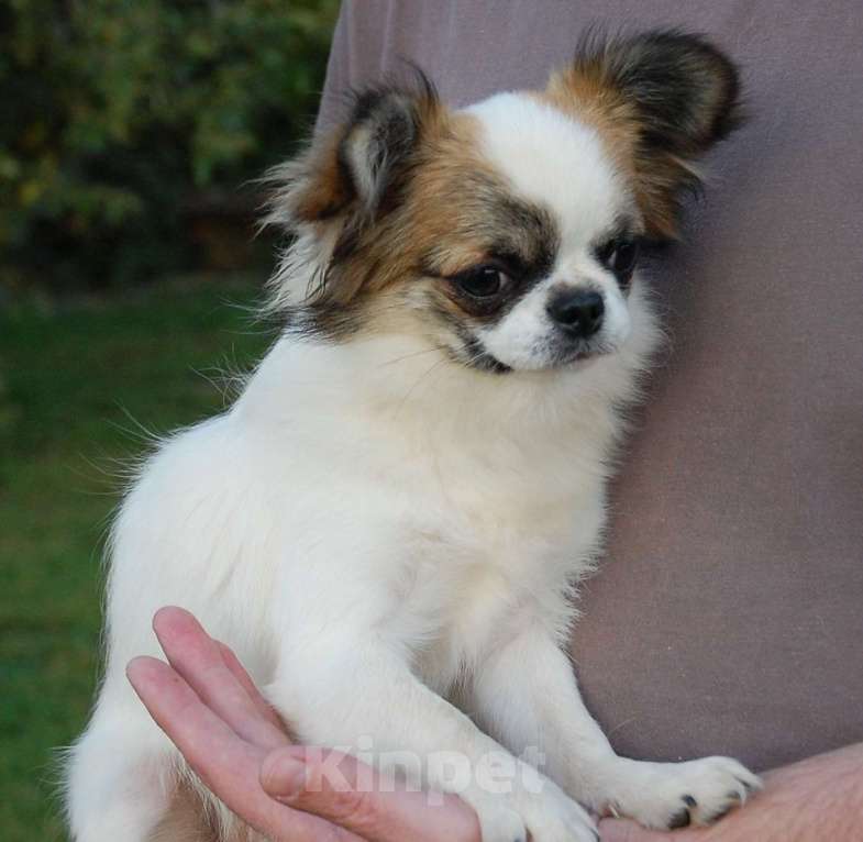 Собаки в Москве: Мальчик подросток Мальчик, 15 000 руб. - фото 5