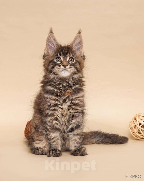 Кошки в Новосибирске: Кошечка Мейкун  Девочка, 50 000 руб. - фото 4