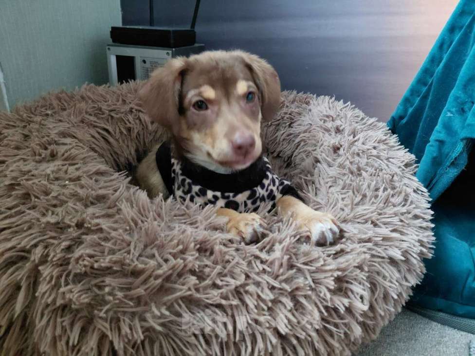 Собаки в Санкт-Петербурге: Красивый щеночек мелкого размера Девочка, Бесплатно - фото 4