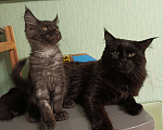 Кошки в Санкт-Петербурге: котенок мейн-кун# Мальчик, 45 000 руб. - фото 4