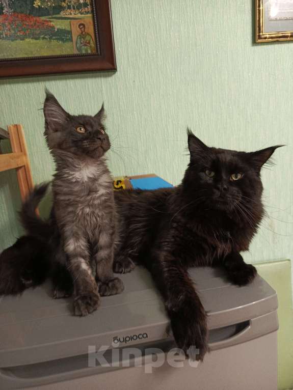 Кошки в Санкт-Петербурге: котенок мейн-кун# Мальчик, 45 000 руб. - фото 4