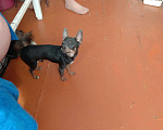 Собаки в Искитиме: Мини жених, 7 000 руб. - фото 2