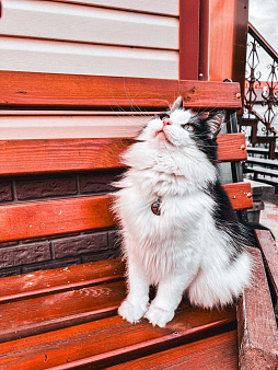 Объявление: Потерялся чёрно-белый кот!, Бесплатно, Белоозёрский