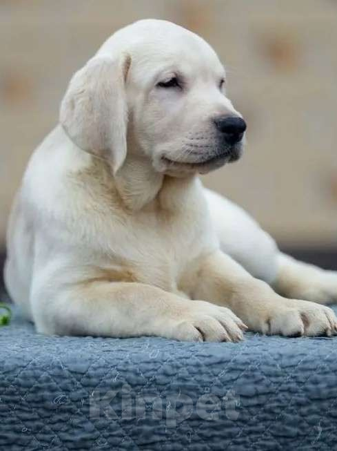 Собаки в других городах Московской области: Палевые щенки Лабрадора от Чемпиона Мира Мальчик, 90 000 руб. - фото 6