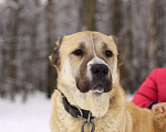 Собаки в Видном: Алабайка Китнисс, 2 года Девочка, Бесплатно - фото 6