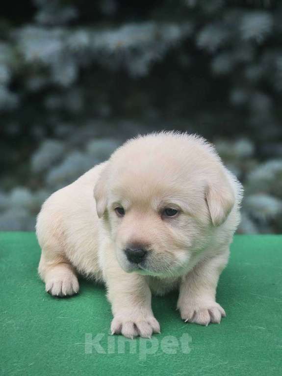Собаки в Ижевске: Щенки лабрадора с чемпионской родословной Девочка, 80 000 руб. - фото 4